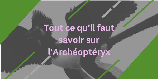 Tout ce qu'il faut savoir sur l'Archéoptéryx