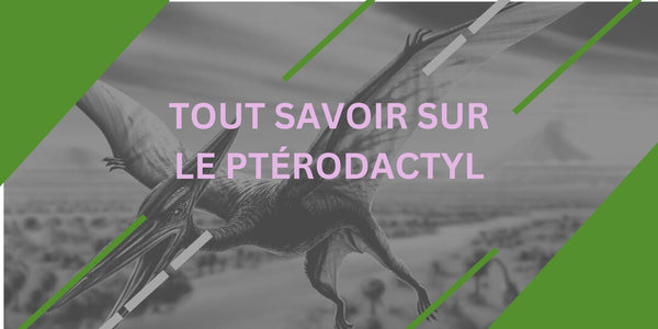 Tout Savoir sur le Ptérodactyle