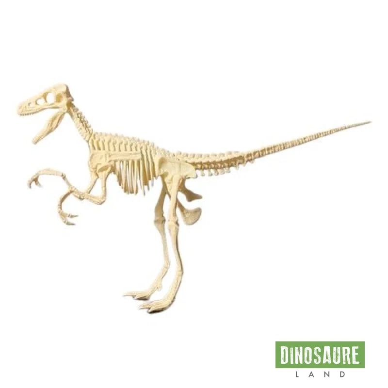 figurine dinosaure squelette velociraptor