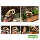 crane tyrannosaure t-rex