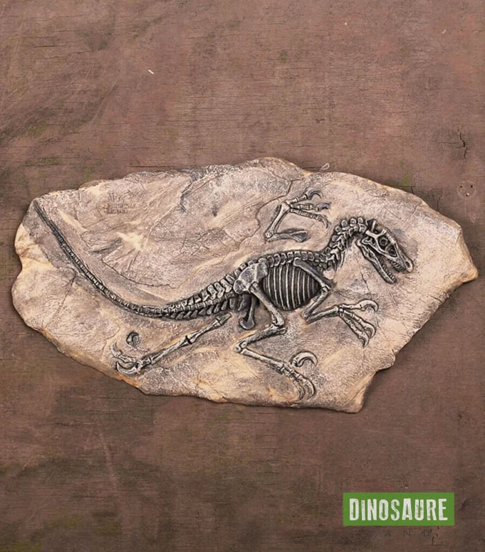 fossile dinosaure velociraptor
