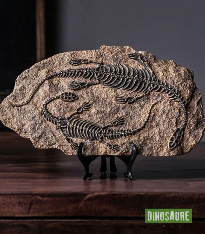 fossile dinosaure plesiosaure