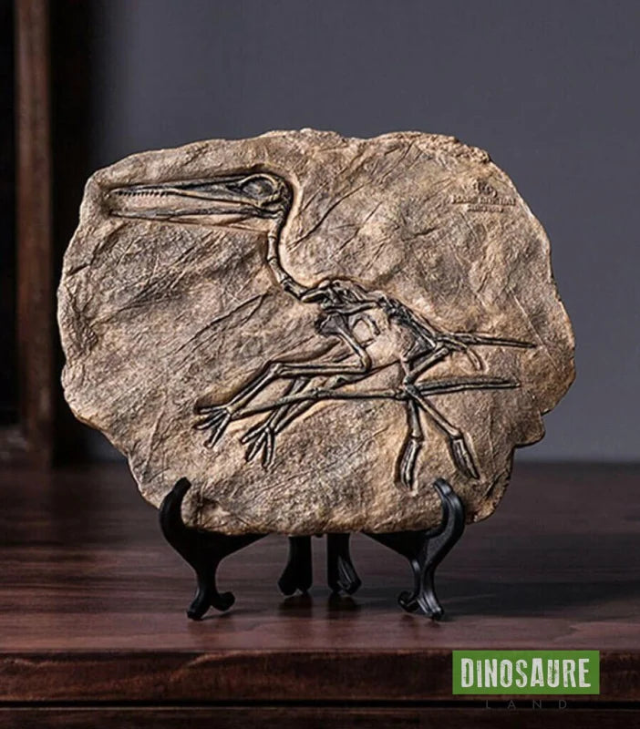 fossile dinosaure pteranodon