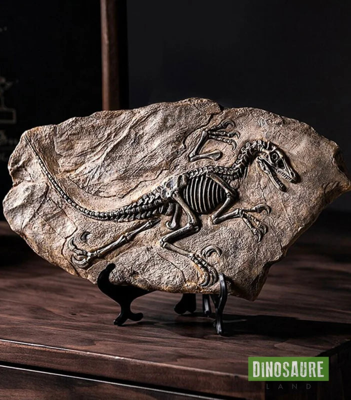 fossile dinosaure velociraptor