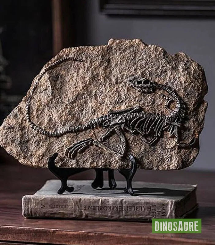 fossile dinosaure velociraptor