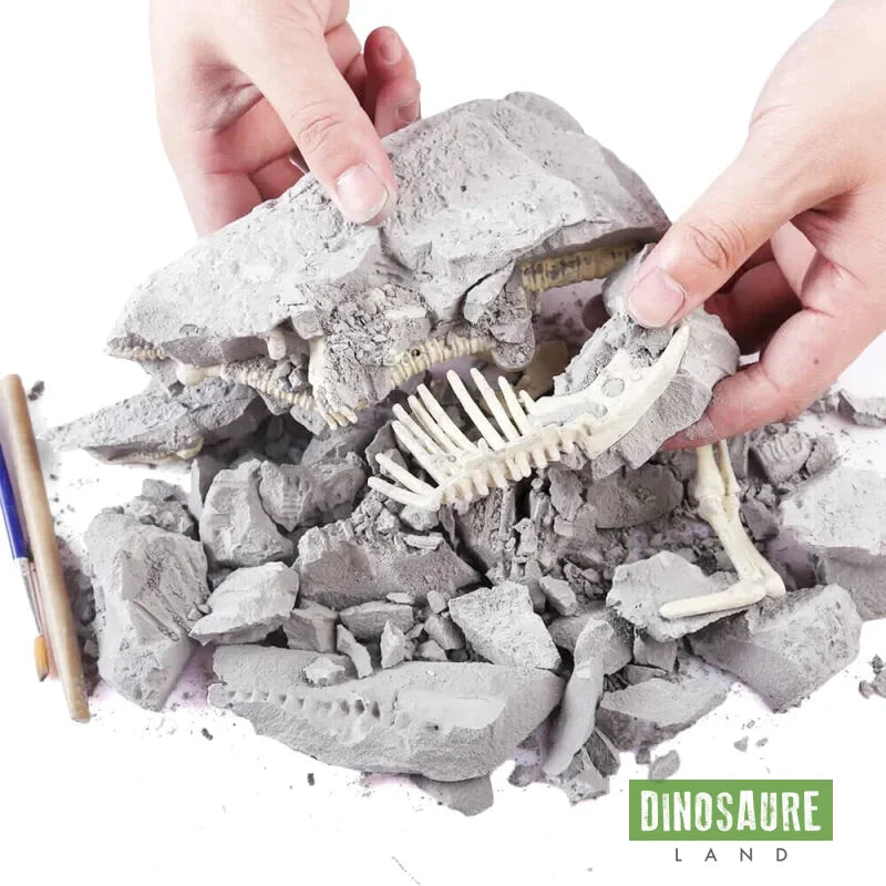 coffret fouille fossile squelette dinosaure