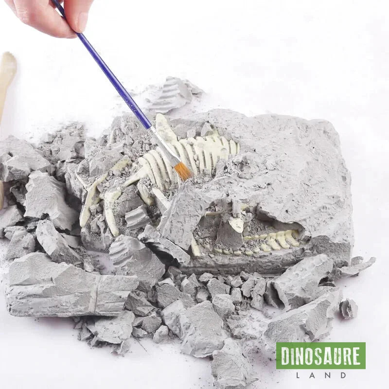 coffret fouille fossile squelette dinosaure