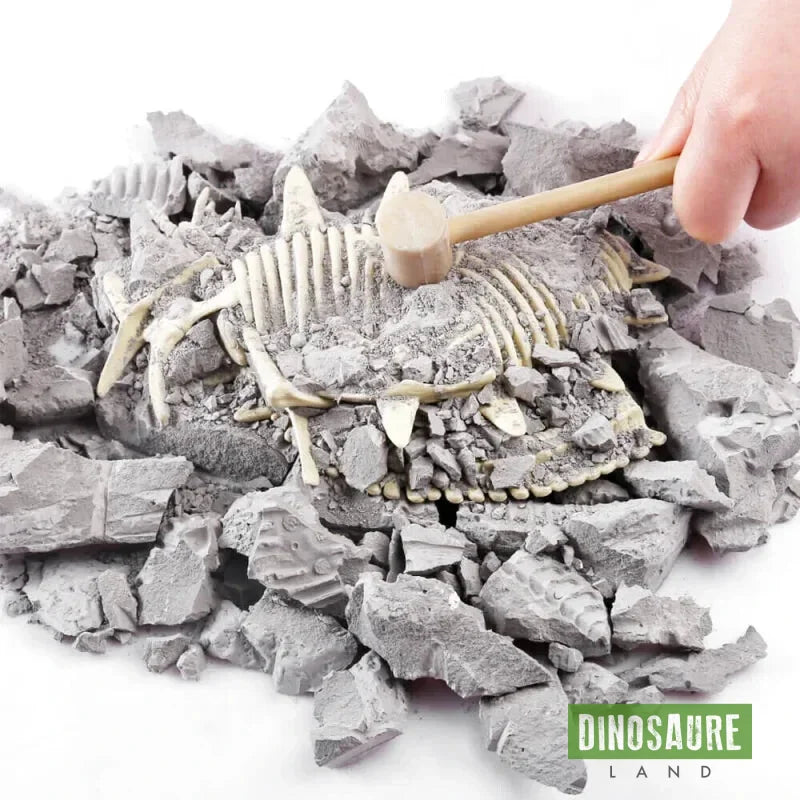 coffret fouille fossile squelette dinosaure