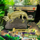 coffret fouille fossile squelette dinosaure