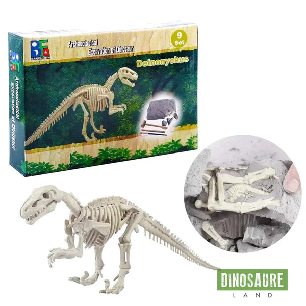 kit fouille fossile squelette dinosaure