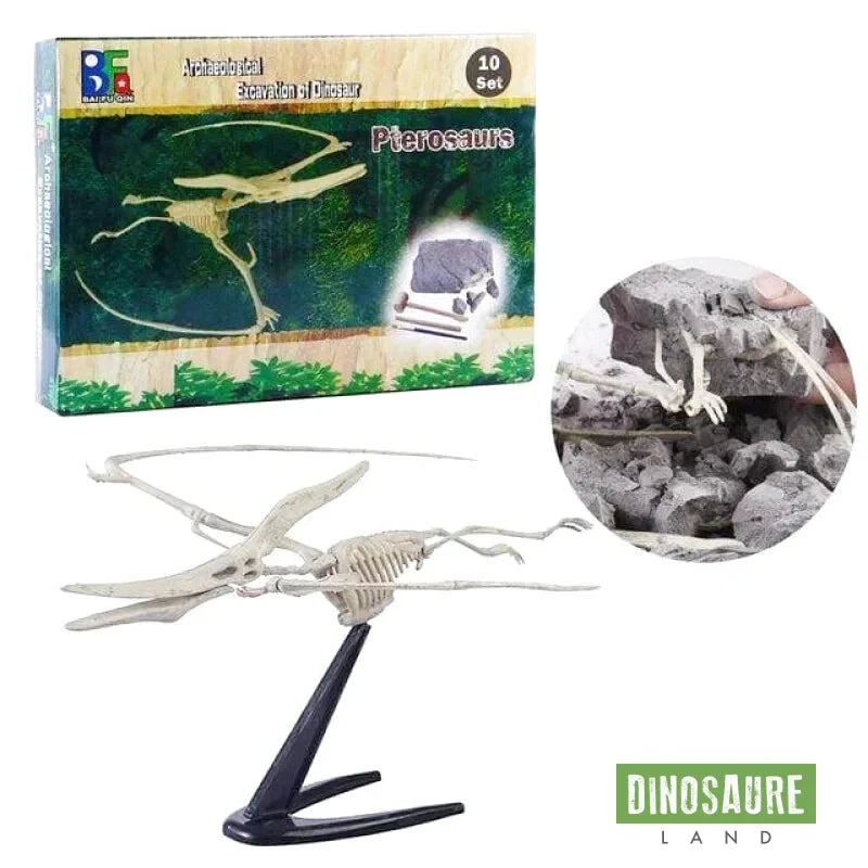 Jouet Dinosaure Kit de Fouille Ptérosaure