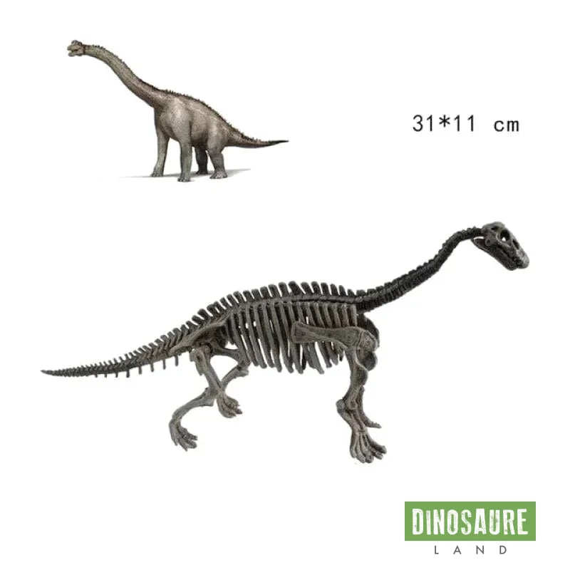 Jouet Dinosaure Os Diplodocus